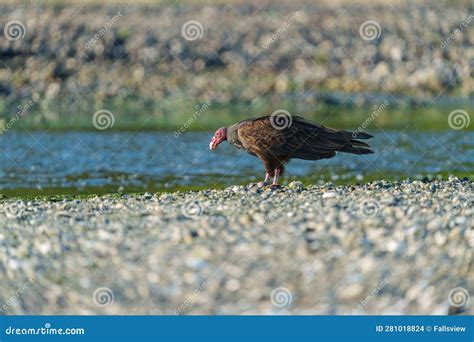 Turkey Vulture Feeding at Seaside Beach Stock Photo - Image of large ...