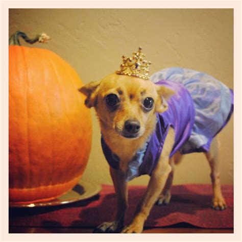 Princess dog costume Princess Dog Costume, Dog Costumes, Pooch, Pumpkin ...