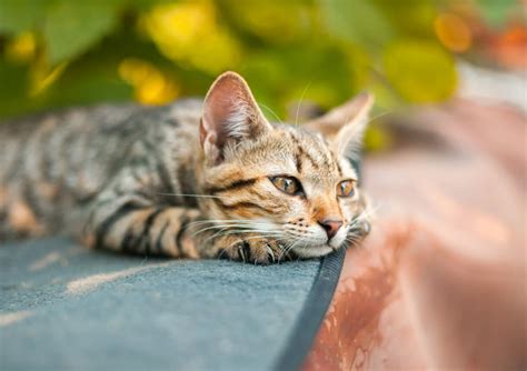 Lethargic Cat: Signs, Causes, and When To Contact A Vet