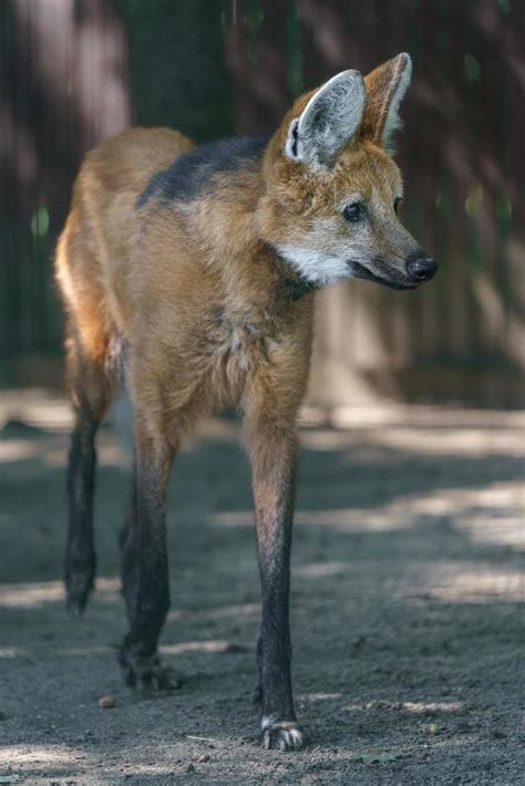 lobo de crin en zoológico 12767535 Foto de stock en Vecteezy