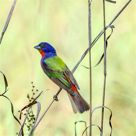 Painted Bunting (male) | BirdForum