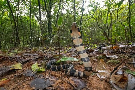 10 Things You Need To Know About The King Cobra | Nature inFocus