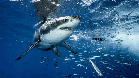 Great white sharks eat more bottom-dwelling fish than expected - CGTN