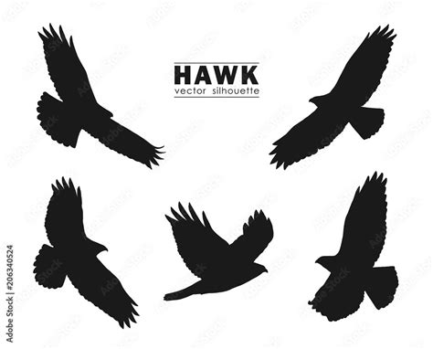 Vector illustration: Set of Silhouettes of flying Hawk isolated on ...