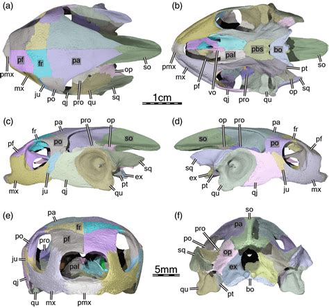 Skull osteology, neuroanatomy, and jaw‐related myology of the pig‐nosed turtle Carettochelys ...