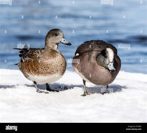 Male and Female American Wigeon Stock Photo - Alamy