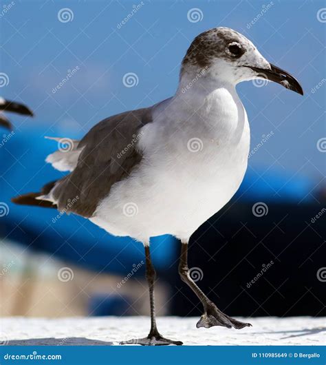 Laughing Gull Seagull in South Florida Miami Beach Stock Image - Image of crossover, avian ...