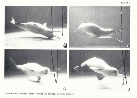 The Captive History of Blind River Dolphins | Dolphin Project