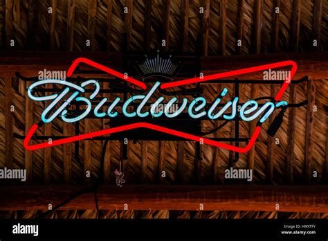 Budweiser Neon High Resolution Stock Photography and Images - Alamy