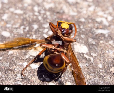 Hornet sting hi-res stock photography and images - Alamy