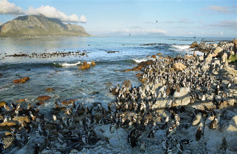 African Penguins in Betty S Bay Stock Image - Image of cape, bird: 51075757