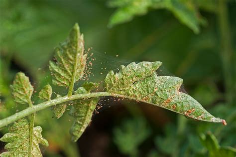 Spider mites and whiteflies wreak havoc on tomatoes — here’s how to ...