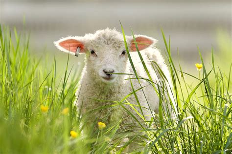 Spring Lamb Photograph by Rachel Morrison - Pixels