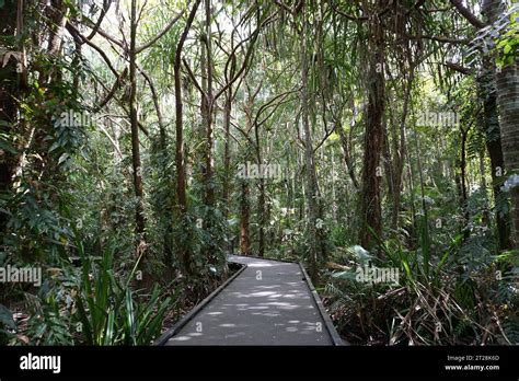 boardwalk leading through tropical plants and palm trees in cairns botanic gardens, cairns ...