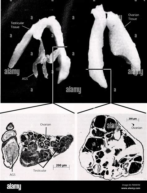 The Biological bulletin Stock Photo - Alamy