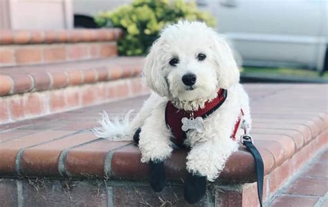 12 Amazing things About Maltipoo - Maltese and Toy poodle Mix Dog