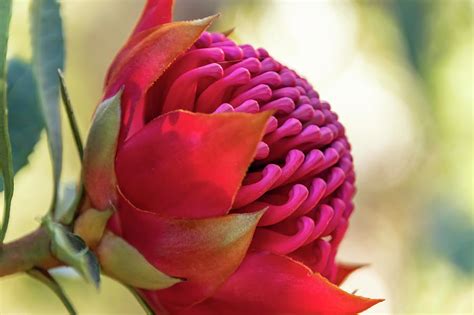 Waratah Flower in Bloom Photograph by Merrillie Redden | Fine Art America