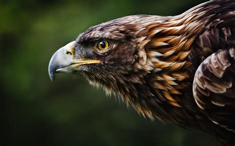 Daily Wallpaper: Golden Eagle | I Like To Waste My Time