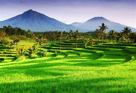 Java, Indonesia... Green Rice, Rice Terraces, Splendid, Golf Courses ...