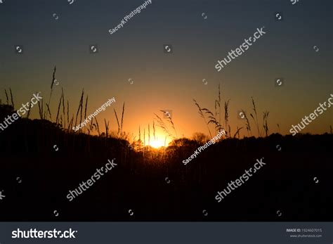 Sunset Sky High Grass Silhouette Stock Photo 1924607015 | Shutterstock