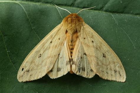 Isabella Moth (Wooly Bear Caterpillar) - Pyrrharctia isabella | Flickr ...