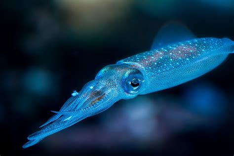 New 20th Anniversary Animals | 20th Anniversary | Aquarium of the Pacific