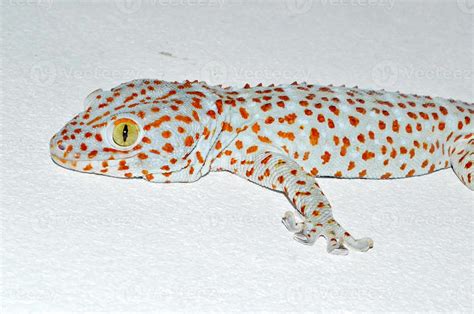 gecko on the wall 850089 Stock Photo at Vecteezy