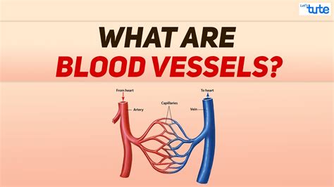 What are Blood vessels? | Blood Circulation in Human being | Biology | Letstute - YouTube