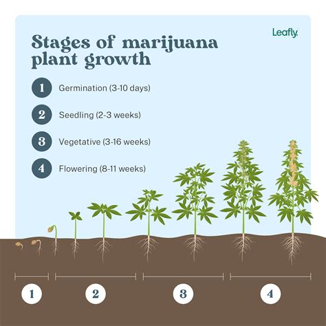 4 stages of marijuana plant growth