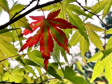 PNW fall foliage: When and where to see peak colors