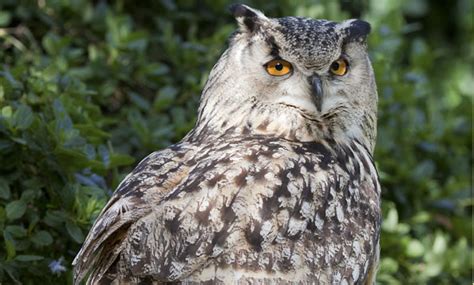 Eurasian Eagle Owl - San Francisco Zoo & Gardens