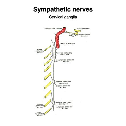 Superior Orbital Fissure Mnemonic