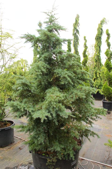 Buy Tsuga mertensiana Specimen 1515 | Conifer Kingdom