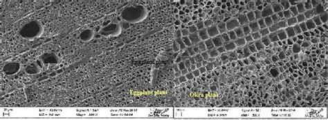 Cross section of eggplant and okra plants | Download Scientific Diagram