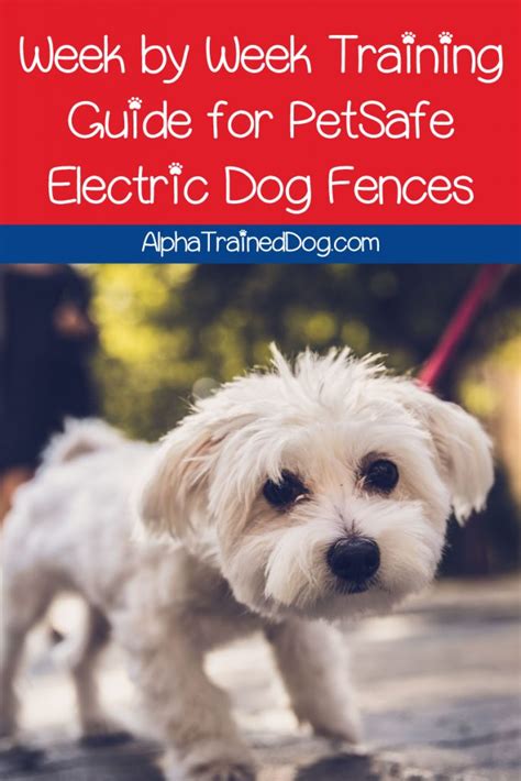 Training Your Dog using a PetSafe Electric Dog Fence - Alpha Trained Dog