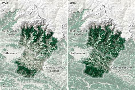 Instead of planting trees, give forests back to people - The Verge