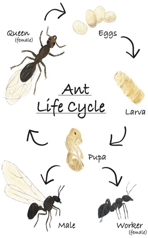 Life Cycle Of An Ant