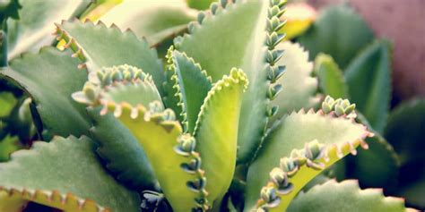 How to Propagate a Mother of Thousands (10 Easy Steps) - GFL Outdoors