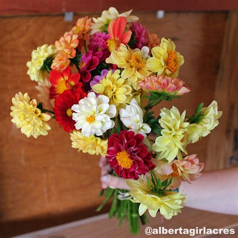 Double Mixed Dahlia Seeds - Showpiece Double - Annual Flower Seeds