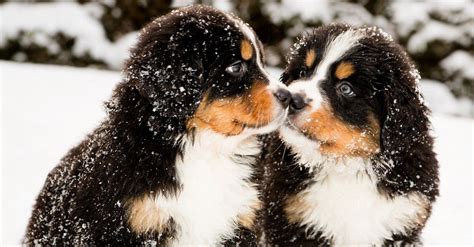 The Top 10 Softest Dog Breeds