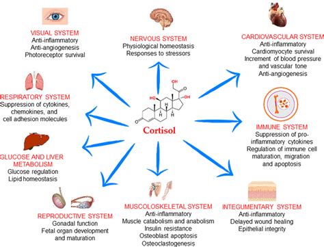 Role of cortisol in health. This schematic represents the roles of... | Download Scientific Diagram