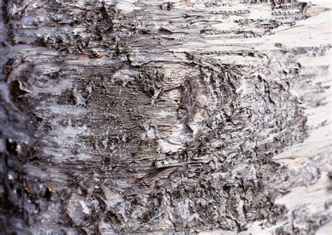 Aspen Tree bark texture - Image 5579 on CadNav