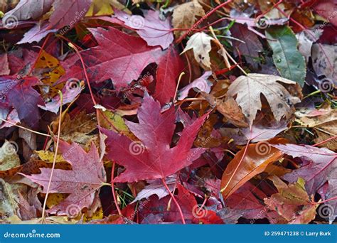 Crimson King Maple Leaves in Autumn Stock Photo - Image of maple ...