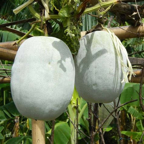 Ash Pumpkin Plant (Poosanaikkaai) - Santhi Online Plants Nursery