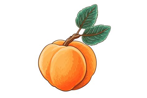 Apricot Clipart Graphic by Illustrately · Creative Fabrica