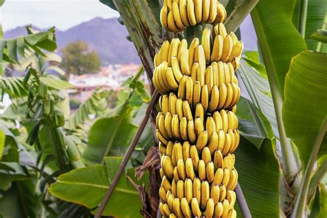 The world’s most popular banana is now at risk of disappearing • Earth.com