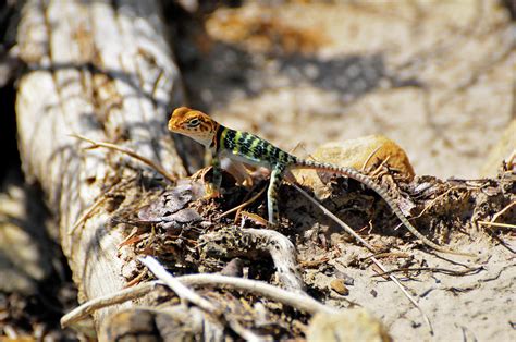 Baby lizard Photograph by Marc Meyer | Fine Art America