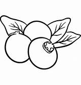 Blueberry Fruits Coloring Page sketch template