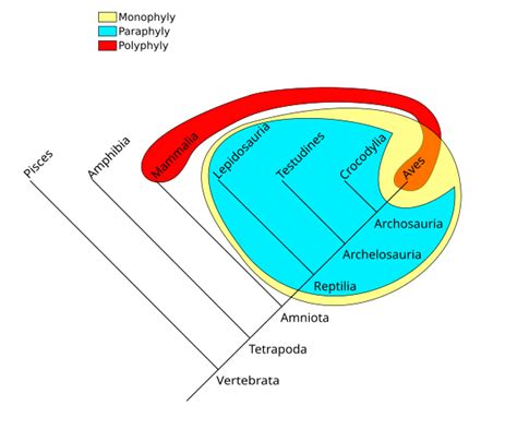 Biology:Monophyly - HandWiki