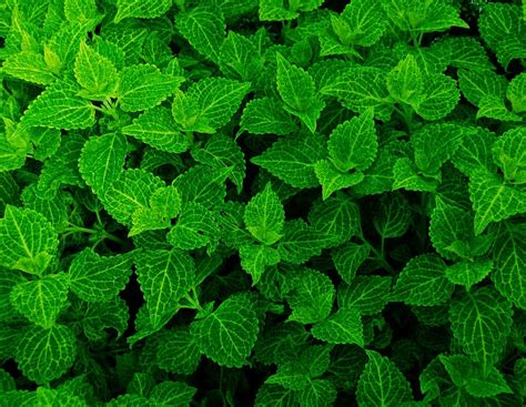 green, leaves, plants, green color, leaf, plant part, full frame, backgrounds, plant, growth ...